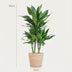 Dracaena Janet Lindt mit Seegras-Korb, 95cm, Ø21 Bild 2