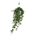 Hedera Helix 'Pittsburgh' Efeu, Hängetopf XXL, Ø17cm, ca. 45cm hoch Bild 1