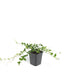 Vinca minor 'Alba' - 48 pieces - 10-25cm - White-flowering groundcover Bild 2