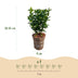 Green boutiQ - 16x Euonymus japonica Green Spire - Pfaffenhütchen - Heckenpflanzen - Immergrün - Grün - Topf 9cm - Höhe 20-25cm Bild 4