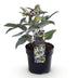 GreenboutiQ - Gartenpflanze - Lenten Rose Helleborus sternii Silver Dollar - Grüne Blume - 1 Pflanze - Immergrün - Topf 14cm Höhe 35cm Bild 2
