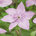 Clematis 'Hagley Hybrid' - Rosa Kletterpflanze, pflegeleicht, 2 Pflanzen Bild 4