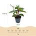 Gartenhortensie 'Living Infinity' – Winterhart, Weiß, 12cm Topf Bild 3