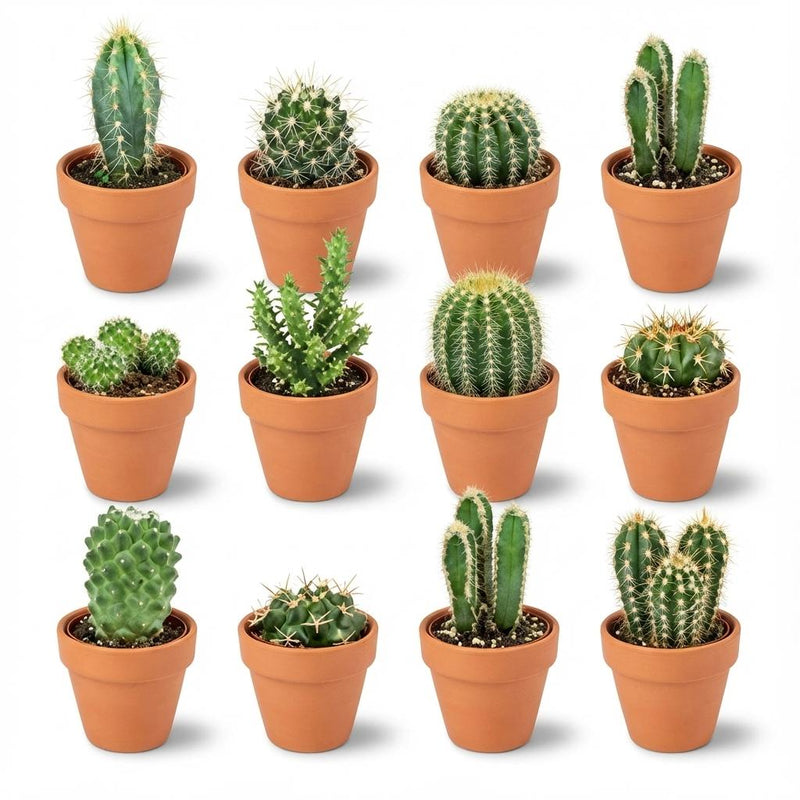 Mini Kakteen Mix (12 Stück) Ø 8,1 cm, Höhe 5-10 cm, Terrakotta