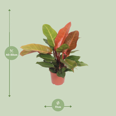Philodendron Prince of Orange, Ø17cm, ↕45cm - Exotische Deko