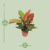 Philodendron Prince of Orange, Ø17cm, ↕45cm - Exotic Decor Bild 2