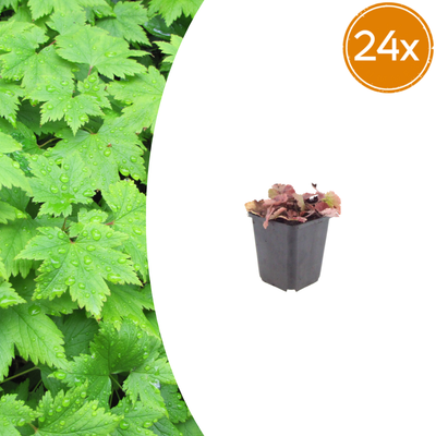 24x Tiarella cordifolia Herzblatt-Schaumkraut, 10-25cm, Ø9cm