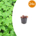 24x Tiarella cordifolia Herzblatt-Schaumkraut, 10-25cm, Ø9cm Bild 1