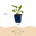 Green boutiQ - Staude - Echinacea purp. Magnus - Sonnenhut - Bienen- und Schmetterlingsanzieher - Rosa - 6 Pflanzen - Topf 11cm - Höhe 15-25cm Bild 3