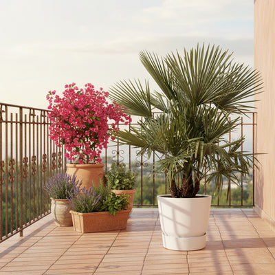 Trachycarpus Palme, mehrstämmig, 230cm, Ø50
