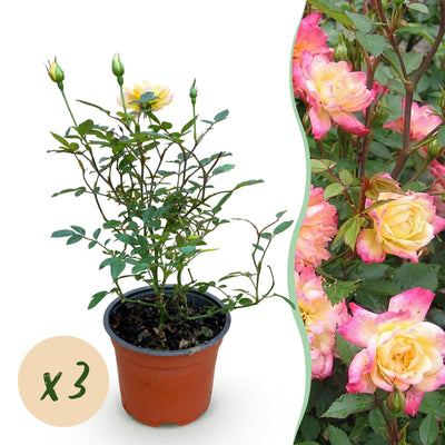 Rosa Tricolor Fairy Rose - Winterhart, Gelb-Rosa, 3 Pflanzen