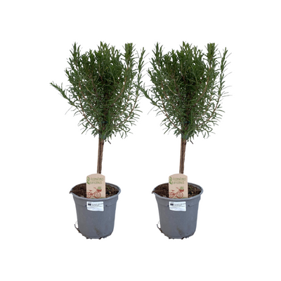 2x Rosmarinpflanzen, Ø14cm, 45cm hoch - Mediterranes Flair