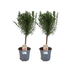 2x Rosmarinpflanzen, Ø14cm, 45cm hoch - Mediterranes Flair Bild 1