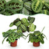 Green boutiQ – Zimmerpflanze – Marantha Silverband, Marantha Lemon Lime, Marantha Kerchoveana – Gebetspflanze – Haustierfreundliche Pflanze – Grün – 3 Pflanzen – Topf 12 cm – Höhe 25 cm Bild 1