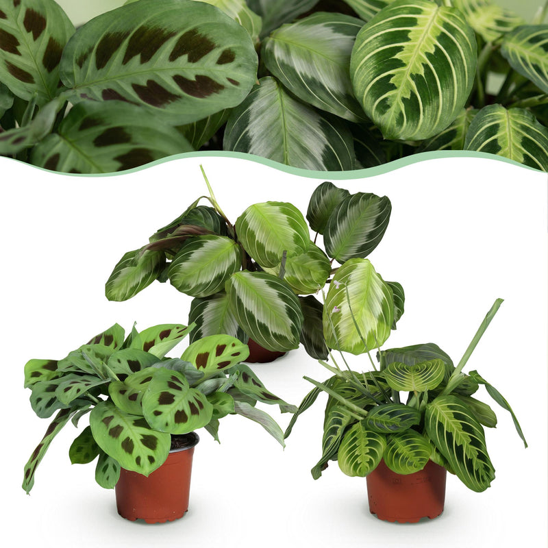 Green boutiQ – Zimmerpflanze – Marantha Silverband, Marantha Lemon Lime, Marantha Kerchoveana – Gebetspflanze – Haustierfreundliche Pflanze – Grün – 3 Pflanzen – Topf 12 cm – Höhe 25 cm