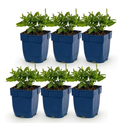 Green boutiQ - Perennial - Salvia Tricolour - Sage - Fragrant - Purple - Pink - White - 6 Plants - Pot 11cm - Height 15-25cm