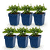 Green boutiQ - Perennial - Salvia Tricolour - Sage - Fragrant - Purple - Pink - White - 6 Plants - Pot 11cm - Height 15-25cm Bild 2