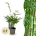 Bamboo Fargesia Robusta Pingwu - Non-invasive - 4 Plants Bild 1