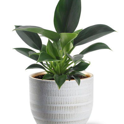 Philodendron Green Princess - Ø12cm - ↕25cm +  Beau Pot D14x13cm - Weiß