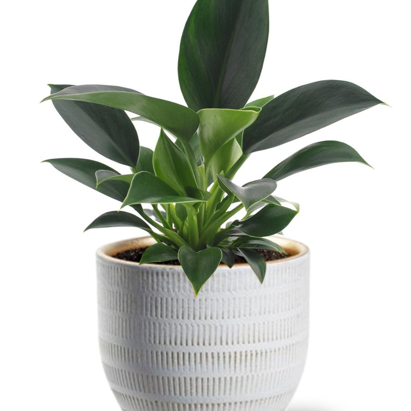Philodendron Green Princess - Ø12cm - ↕25cm +  Beau Pot D14x13cm - Weiß