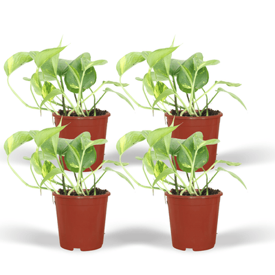 Epipremnum Aureum (Scindapsus) - 4er Set - Ø12cm Topf