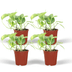 Epipremnum Aureum (Scindapsus) - 4er Set - Ø12cm Topf Bild 1