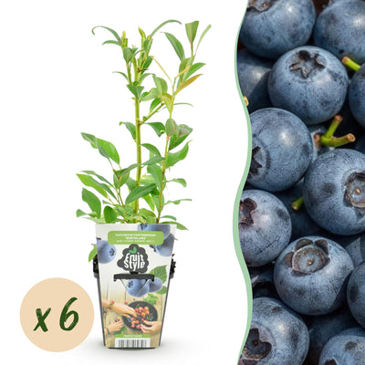 GreenboutiQ Blaubeere 'Northland' - 6 winterharte Pflanzen im Topf