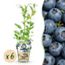 GreenboutiQ Blaubeere 'Northland' - 6 winterharte Pflanzen im Topf Bild 1