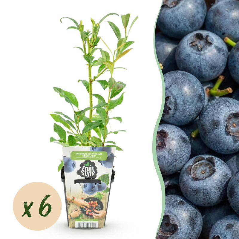 GreenboutiQ Blaubeere 'Northland' - 6 winterharte Pflanzen im Topf