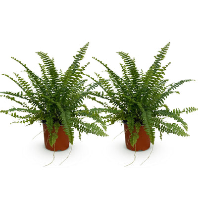 Green Lady Farn (2er Pack) - Haustierfreundlich, Topf 12cm