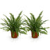 Green Lady Farn (2er Pack) - Haustierfreundlich, Topf 12cm Bild 2