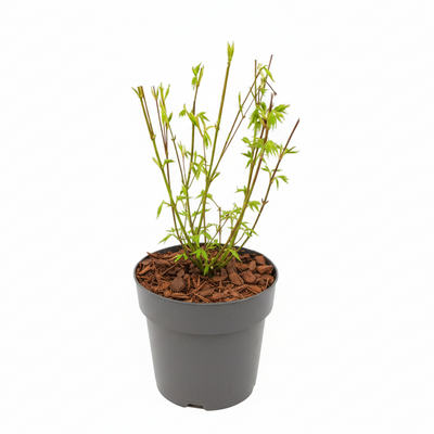 Acer palm. 'Going Green' - Japanischer Ahorn (Ø15cm, ↕50cm)