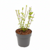 Acer palm. 'Going Green' - Japanischer Ahorn (Ø15cm, ↕50cm) Bild 2