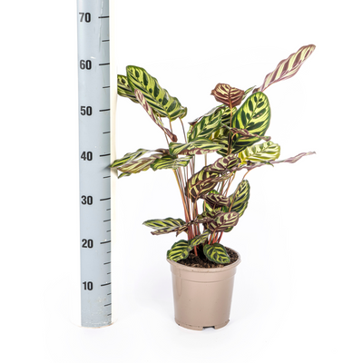 Calathea Makoyana Pfauenpflanze Ø17cm, 40-50cm hoch