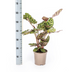 Calathea Makoyana Pfauenpflanze Ø17cm, 40-50cm hoch Bild 2