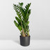 Zamioculcas Zamiifolia (ZZ Plant) - Ø17cm, ↕70cm Bild 4
