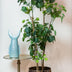 Kunstbaum Polyscias (Aralia) 160 cm Bild 4