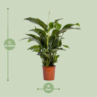 Spathiphyllum Bellini - Friedenslilie Ø24cm H100cm