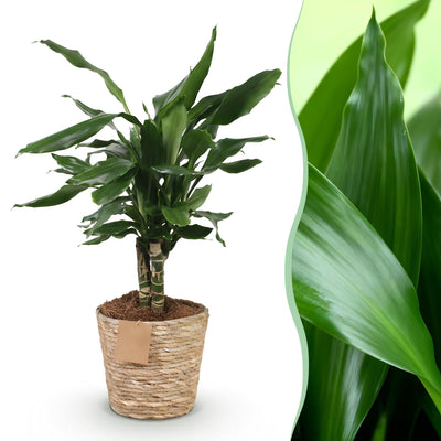 Dracaena fragrans Steudneri im Korb - pflegeleichte Grünpflanze