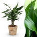 Dracaena fragrans Steudneri im Korb - pflegeleichte Grünpflanze Bild 1