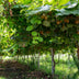 Grüne Kiwi Obstpflanze: 2x Actinidia deliciosa 'Jenny' im 15cm Topf Bild 7