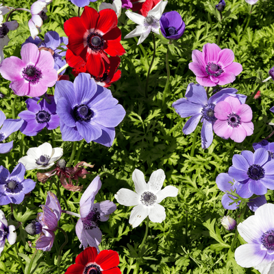 Anemonen Knollen (30 Stück) – Leuchtende Farben, Lange Blütezeit
