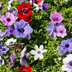Anemonen Knollen (30 Stück) – Leuchtende Farben, Lange Blütezeit Bild 1
