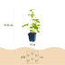 Green boutiQ - Perennial - Delphinium (P) Blue Bird - Larkspur - Bee and Butterfly Attractors - Blue - 12 Plants - Pot 11cm - Height 15-25cm Bild 2