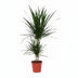 Dracaena Marginata (Dragon Tree) Ø17cm, approx. 75cm high Bild 1