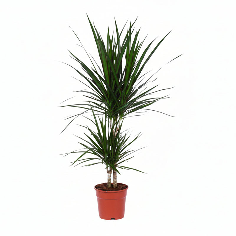 Dracaena Marginata (Dragon Tree) Ø17cm, approx. 75cm high