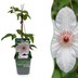 4x Clematis Miss Bateman - Waldrebe Miss Bateman - Weiß - Kletterpflanze - Ø9cm - ↕35cm Bild 1