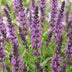 Green boutiQ - Staude - Salvia nem. Sense Deepl Pink - Salbei - Bienen- und Schmetterlingsmagnet - Rosa - 1 Pflanze - Topf 11cm - Höhe 15-25cm Bild 4