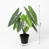 Artificial Alocasia Polly: Artificial Plant, 40cm – Tropical Flair Without the Fuss Bild 2