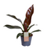 Philodendron Imperial Red - Velvety leaves, burgundy, Ø14cm, ↕35cm Bild 1
